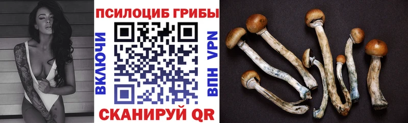 Купить Каменка Галлюциногенные грибы Psilocybe